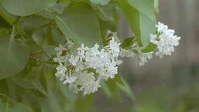Flowering branch of white lilac slow motion video