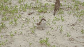 two sparrows jump on the ground slow motion video
