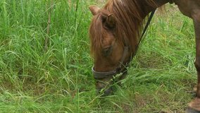 closeup of a horse chews grass slow motion video