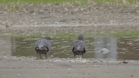 Pigeons bathe in a pool of slow motion video