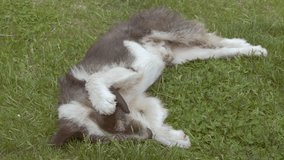dog lying on the grass slow motion video