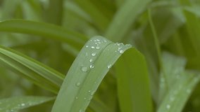 closeup of leaf with drops of slow motion video