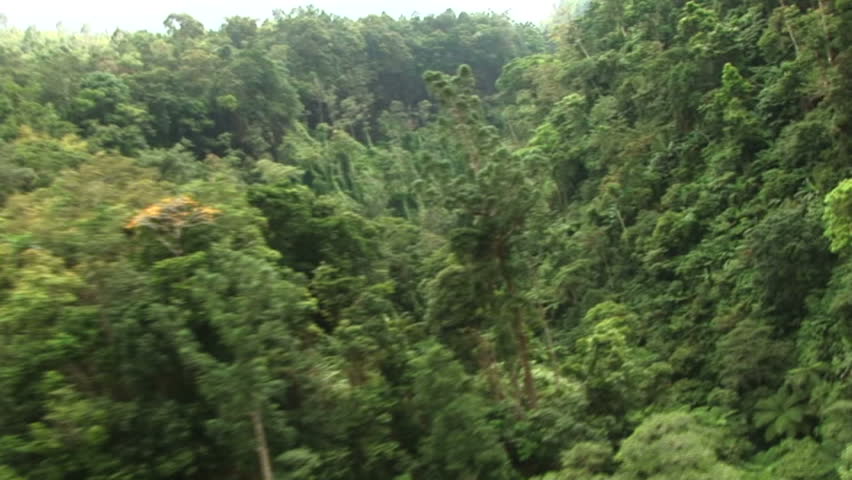 HD: Flying through jungle trees