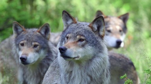 wolf pack watching alerted in forest
