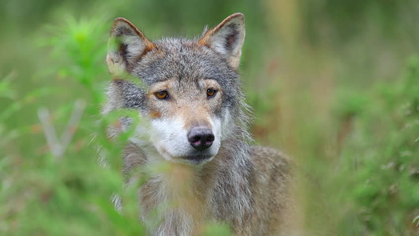 wolf standing in high grass