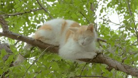 on a tree branch is sleeping cat slow motion video