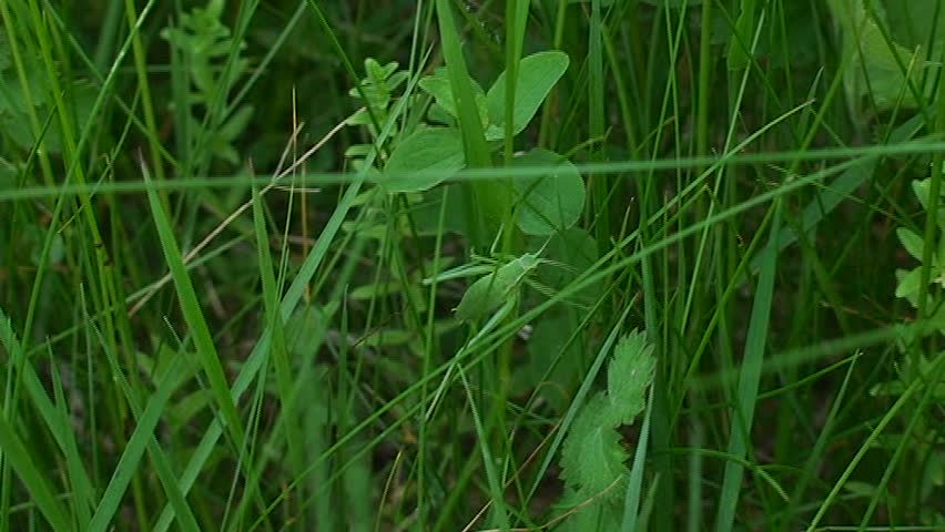 Of green grasshopper  in grass
