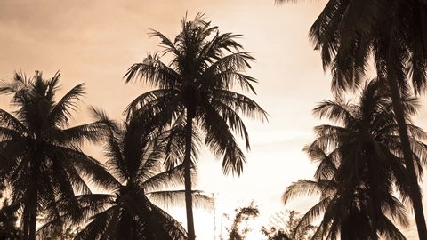 Palm trees and sunset in vintage style