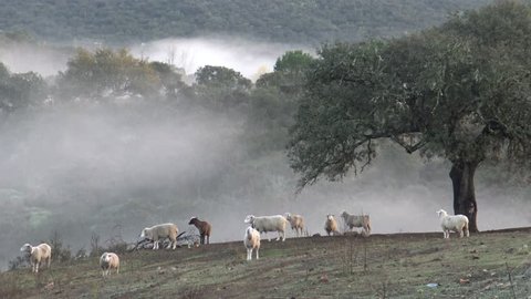 4K Sheeps in the pastures with the fog pass through the oak trees in the Dehesa of Extremadura, Spain. Spanish Lamb Eating grass a cold day of winter in the field.-Dan