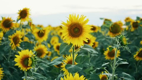 Sunflowers shaken by the wind, against the background of sunflower field. Agricultural production. 