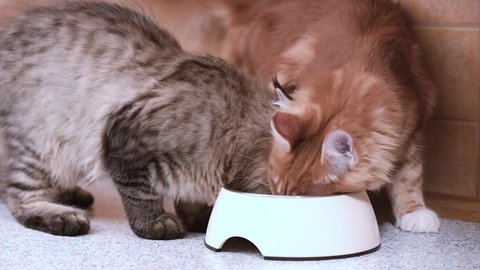 Kittens run to food and eating. Black tabby and red-haired kitty feeding from bowl on table of a kitchen. Healthy food for young Maine coon cat. Close up footage.