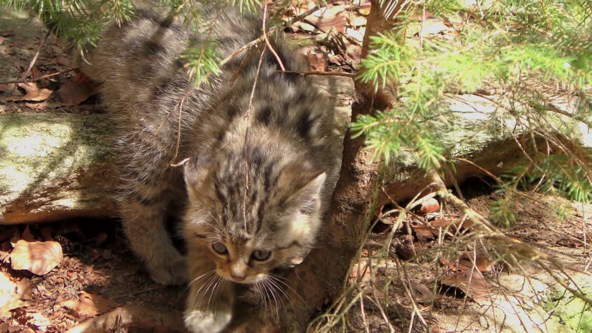 Wildcat (Felis silvestris) kitten in the Bayerischer Wald National Park in Bavaria, Germany. The wildcat is a small cat found throughout most of Africa, Europe and Asia