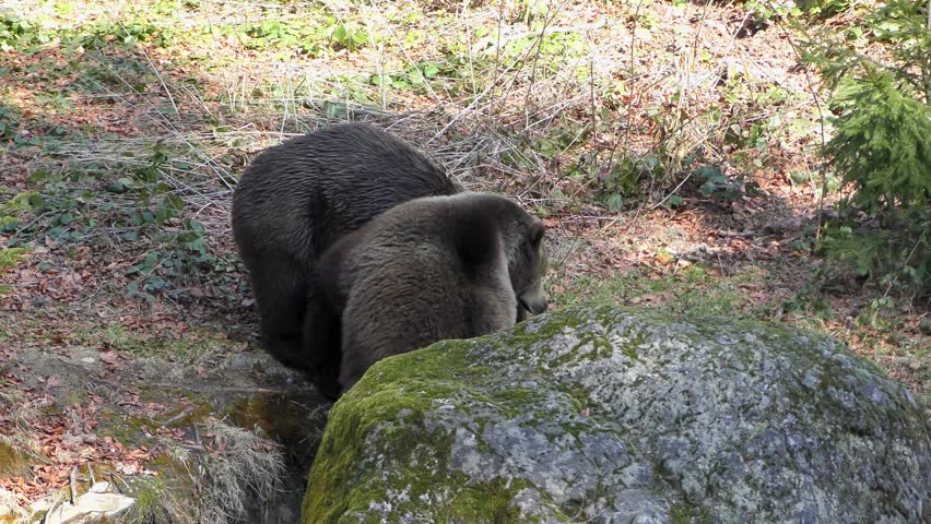 Brown Bears (Ursus arctos) in the Bayerischer Wald National Park, Bayern, Germany