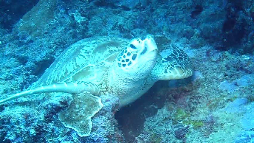 Turtle underwater