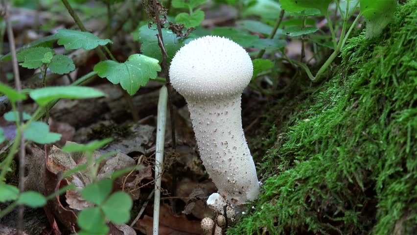 Collection of young Lycoperdon perlatum (common puffball mushroom).
