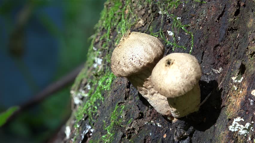 Release of puffy spores from the top hole mature puffball (Lycoperdon perlatum ) when fingers compression.