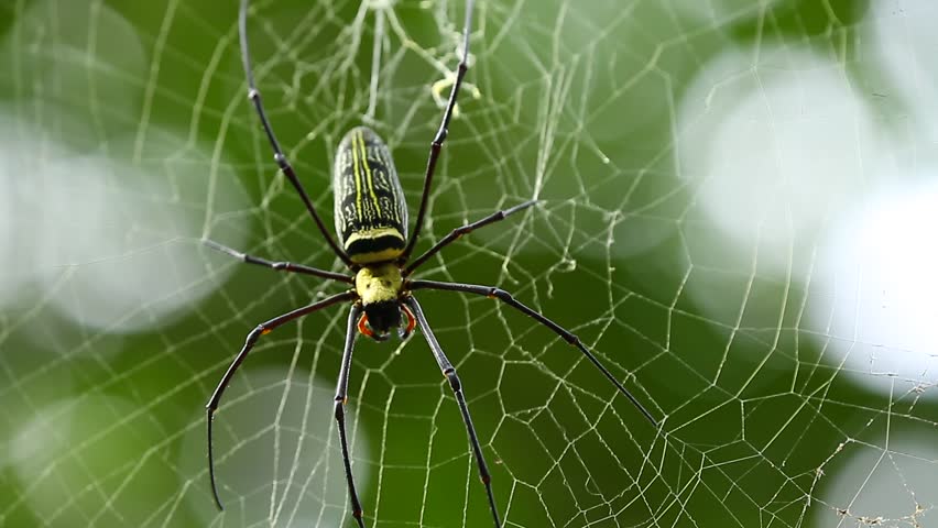 Золотой паук ткач. Аргиопа брюнниха садовая. Паук ткачиха. Золотистый паук ткач. Nephila maculata паук.