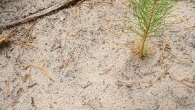 Ants crawl on a path on sandy ground with a small pine tree