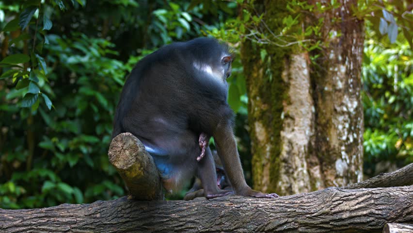 Adult male Mandrill resting in their natural habitat. UltraHD 2160p 4k video