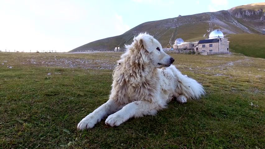 Maremma sheepdog laying down on the grass in Campo Imperatore. Italy.