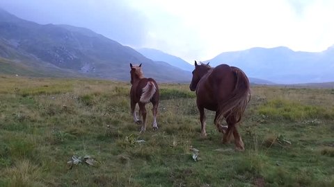 Wild horses in Campo Imperatore. Gran Sasso, Italy.