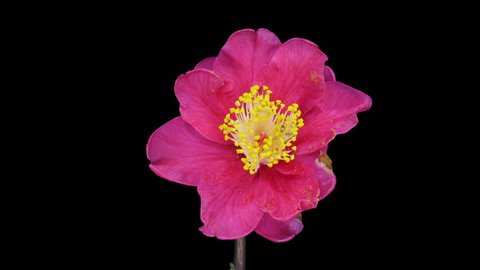 Time-lapse of dying red camellia flower 1a3 in RGB + ALPHA matte format isolated on black background
