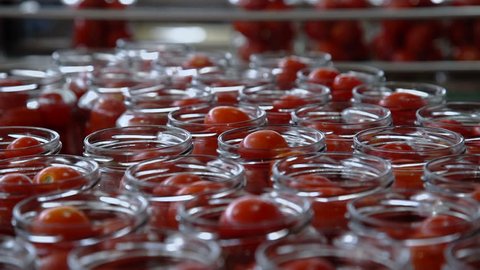 Automatic Line for Processing of Vegetables.Workers on the Production of Canned Food.Preserving Tomatoes. Glass jars with Tomatoes on a Conveyor belt