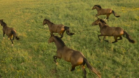 AERIAL: Flying above numerous group of beautiful domestic horses running and playing freely on vast pasture meadow field. Dark bay mares and chestnut geldings cantering on big pasture on horse ranch