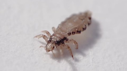 Human Head Lice ,Slow Motion,extreme close up