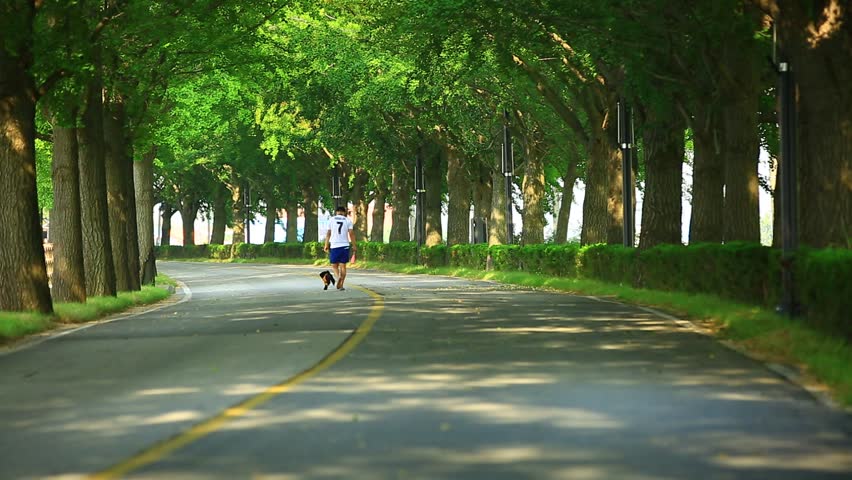 ginkgo tree road