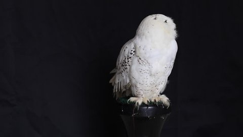 Snowy owl is a large diurnal Owl, with fairly rounded head, yellow eyes and black bill. Feet are well feathered. It is a distinct white Owl, which entire plumage may be variably