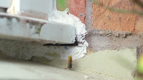 Large Wasp Nest Under Domestic Window