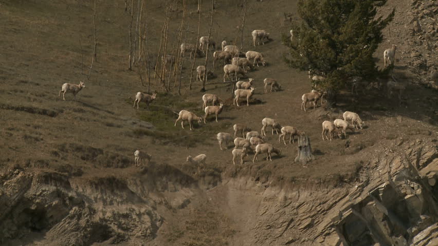 Herd of Rocky Mountain Big Horn Sheep on hillside
