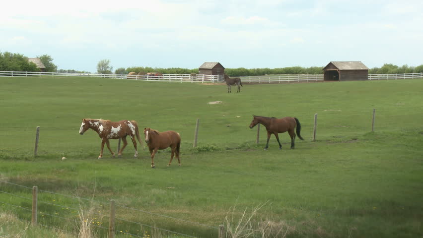 Horses in farm field
