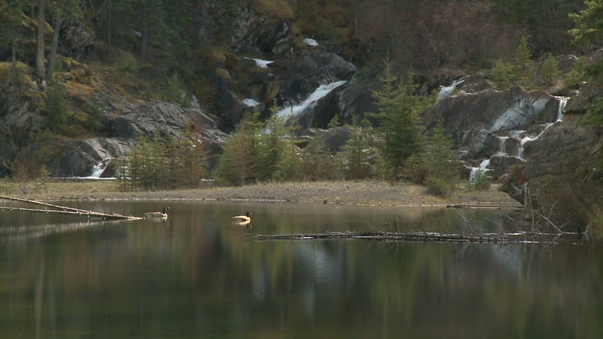 Pair of Canada Geese in pond with waterfalls in the background