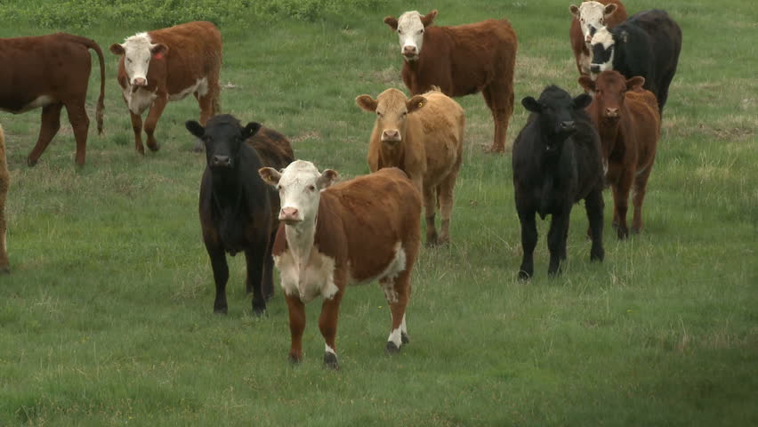 Herd of cattle in pasture