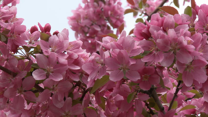 Ornamental apple tree blossoms