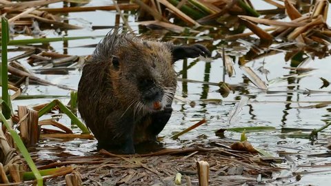 Nutria in the wild on Mustang Island, Texas in 4K