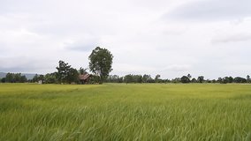 Rice fresh green in paddy field with stalks swaying in the wind