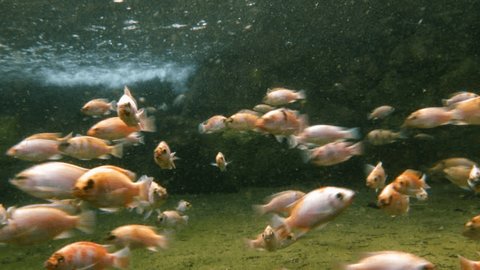 Young Tilapia underwater in a natural pool under a waterfall at a fish farm in the Ecuadorian Amazon