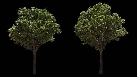 2 blowing on the wind beautiful green European decorative full size real trees isolated on alpha channel with black and white luminance matte, perfect for film, digital composition