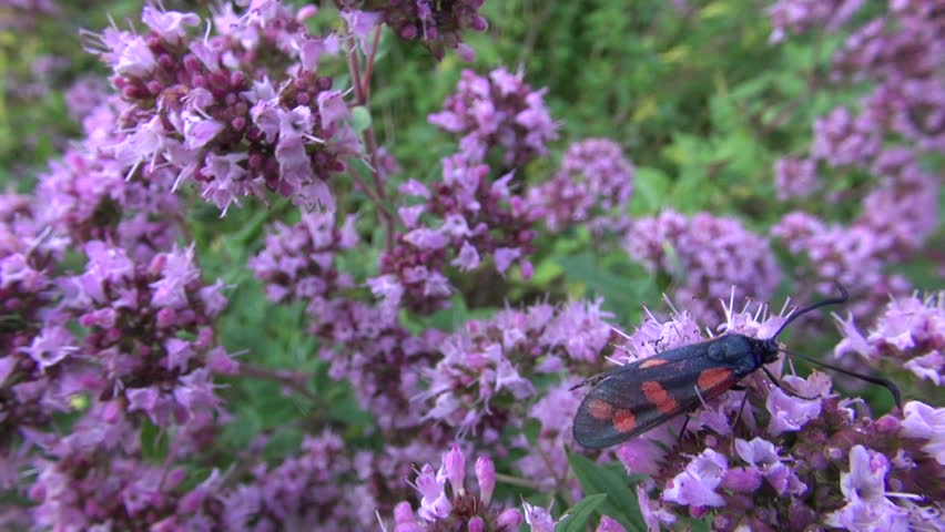 Black and red butterfly on flowering violet oregano on summer day