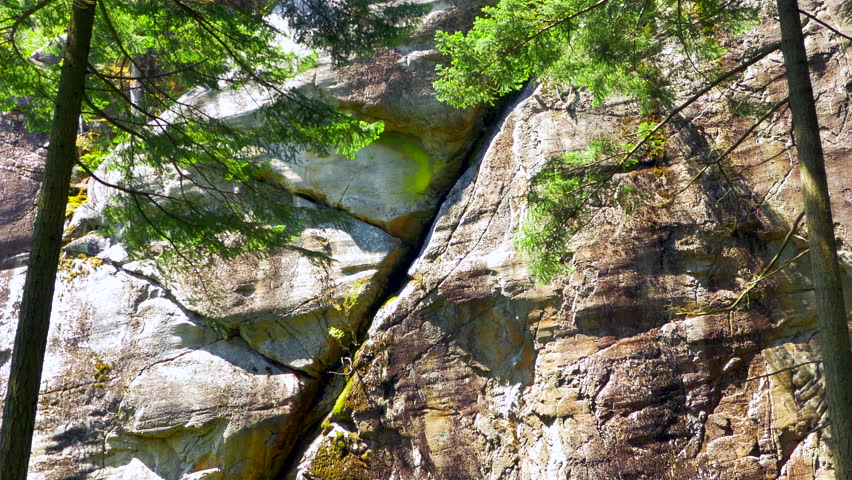 4K Two Pine Trees and Stone Rock Face, Geological Texture for Cimibing