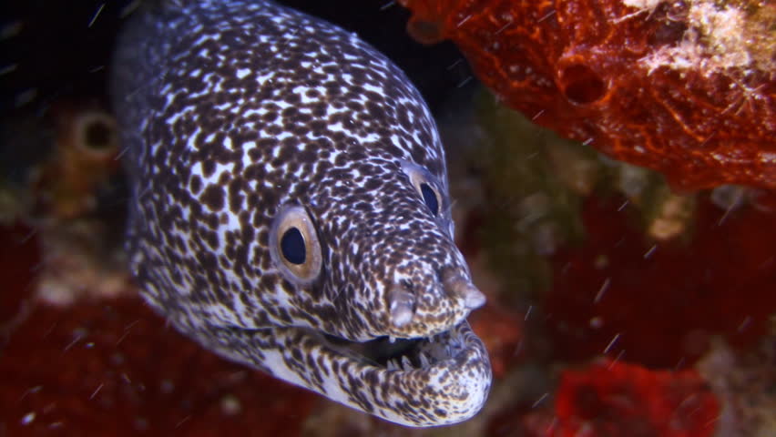 Black and white spotted eel poking head out of a coral reef underwater