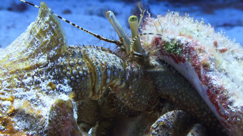 hermit crab underwater