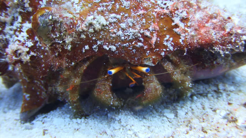 hermit crab underwater