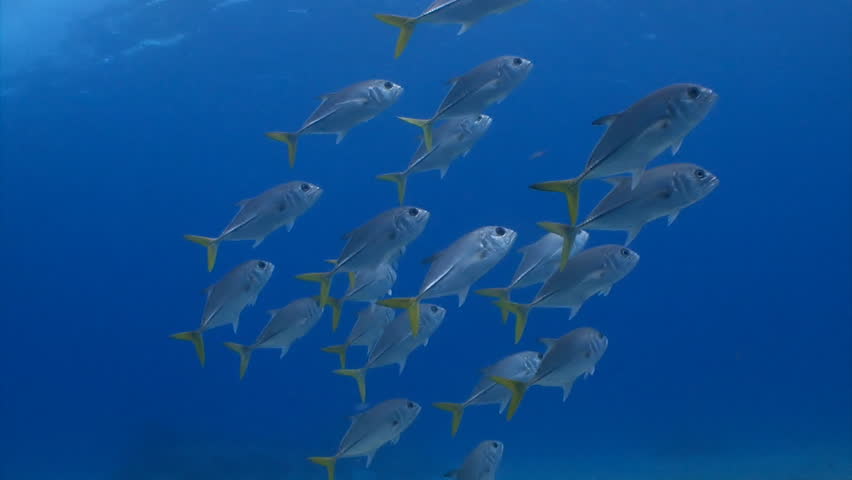 School of horse-eye jack fish swimming above the camera in the clear water of