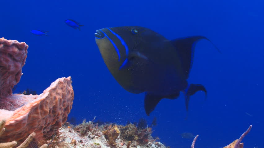 Queen triggerfish feeding from a coral reef in the Caribbean sea