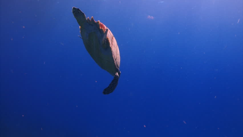 Hawksbill sea turtle swimming around underwater