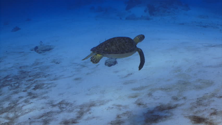 Green sea turtle swims over sand in the Caribbean sea